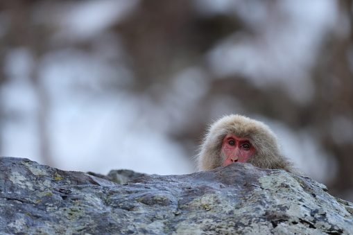 The Japanese macaque (Macaca fuscata), also known as the snow monkey, is a terrestrial Old World monkey species that is native to Japan.
