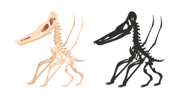 istock Cartoon jurassic reptile silhouette. Ancient dino skeleton, dinosaur fossil bones. Flat vector illustration on white background 2147195355