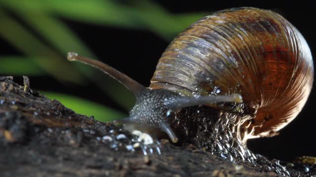 Garden Snail, crawls on the moss at night