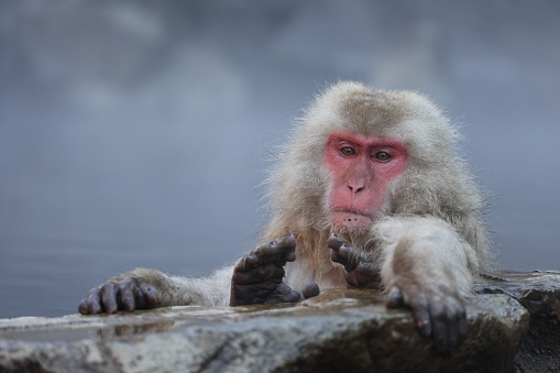 The Japanese macaque (Macaca fuscata), also known as the snow monkey, is a terrestrial Old World monkey species that is native to Japan.