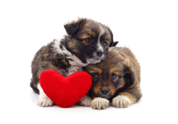 istock Two small dogs with a toy heart. 2147212363