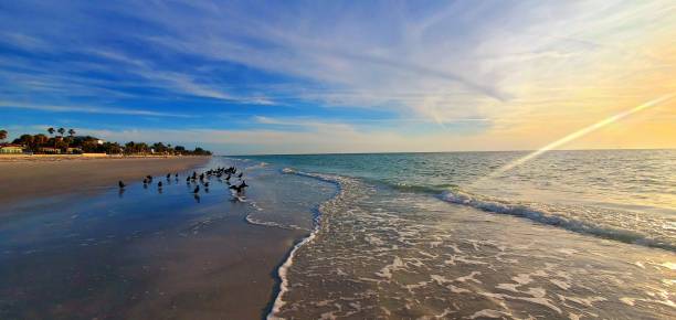 istock Cormorant birds on Indian Rocks Beach 4/7/24 2147221774