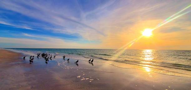 istock Cormorant birds on Indian Rocks Beach 4/7/24 2147221778