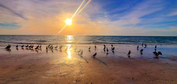 istock Cormorant birds on Indian Rocks Beach 4/7/24 2147222286