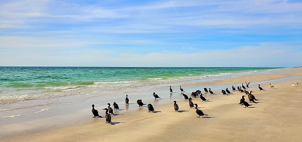 A group of Cormorant birds sitting alone on a Tampa Bay Area Beach.