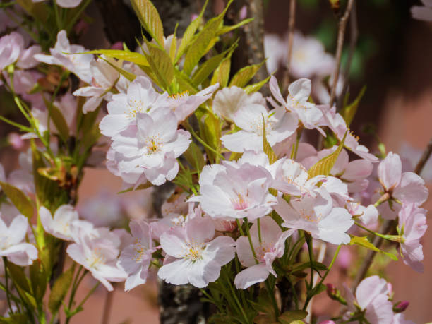 istock Blooming Pink Cherry Blossoms Close-up 2147238782
