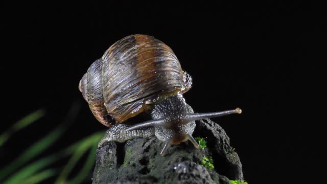 Garden Snail, crawls on the moss at night