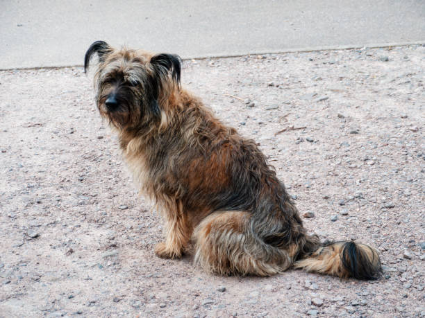 istock Lonely Street Dog Sitting on Pavement 2147244431