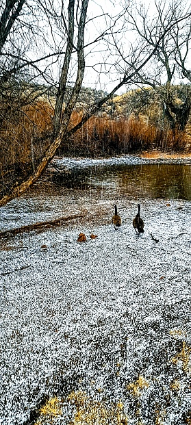Geese on a rustic colored winter day at Curt gowdy state park in Wyoming.