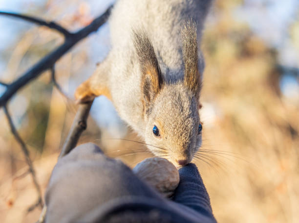 istock Squirrel eats nuts from a man's hand. Caring for animals in winter or autumn. 2147356305