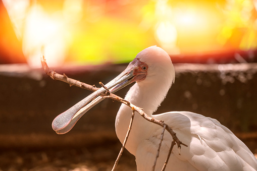 Roseate Spoonbill feed in shallow or coastal waters by moving its bill side to side.