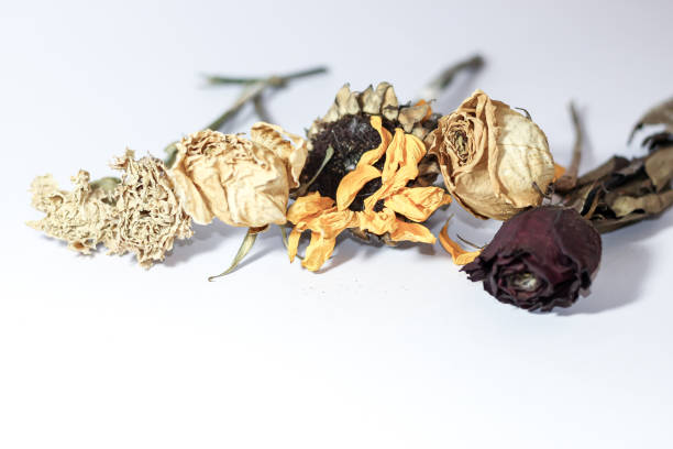 Rose flowers dried put on white background with isolated flowers concept.