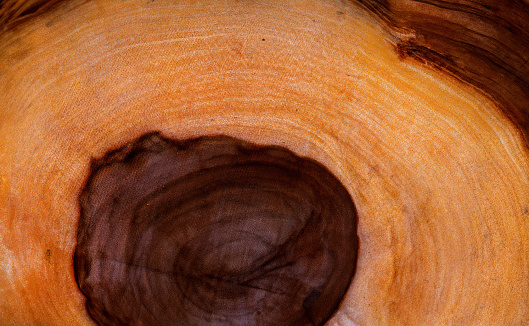 Tree age rings macro shot. Slightly scratched wood stump surface. Wooden background.