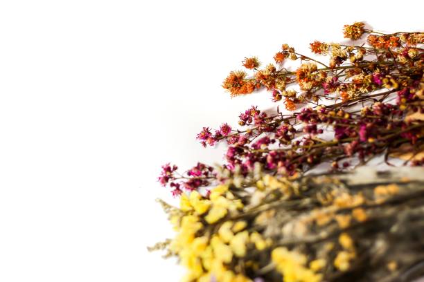 istock Dried flowers put on white background with isolated flowers concept. 2147382544