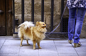 Pomeranian dog on a walk