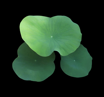 Close up green leaf of lotus tree isolated on black background.