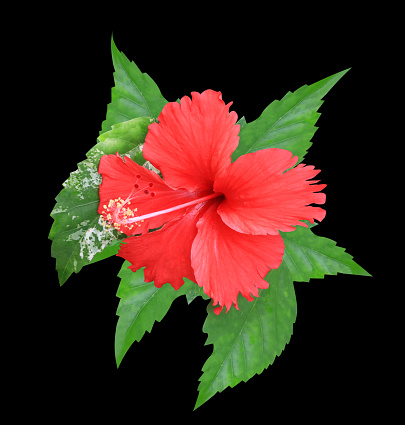 Shoe Flower or Hibiscus or Chinese rose flowers. Close up red hibiscus flowers bouquet isolated on black background.