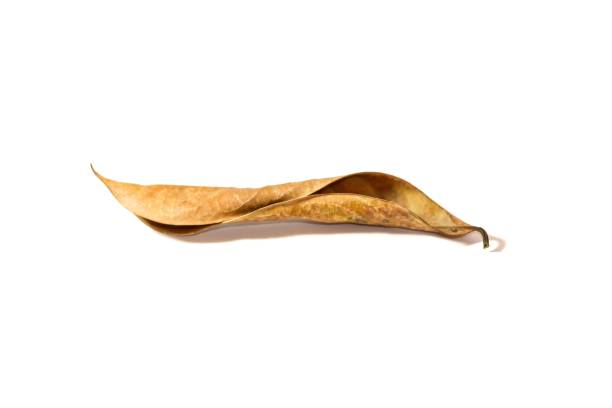 istock Dried leaf put on white background with isolated concept. 2147415943