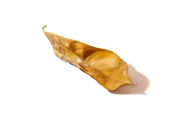 Leaf dried yellow color put on white background with isolated picture.