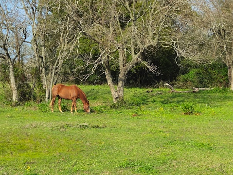 Brown Horse Grazing In A Field Near A Tree
