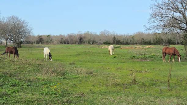 Horses Grazing In A Field