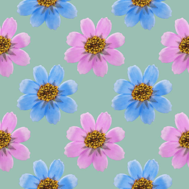Cosmos. Decorative art-deco design element, floral ornament. Seamless pattern for bandana, shawl, hijab, neck scarf. Kerchief design or tablecloth print, scarf, towel. For textile, cotton fabric.