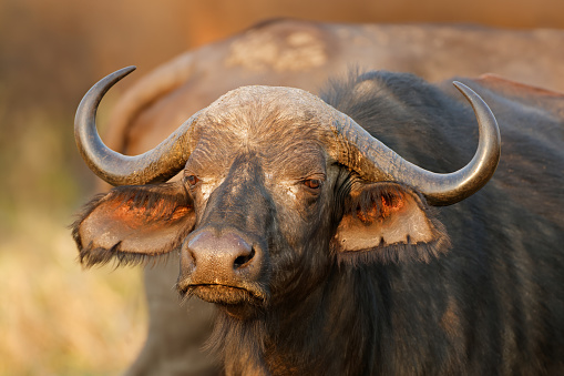 Portrait of an African or Cape buffalo (Syncerus caffer), Kruger National Park, South Africa