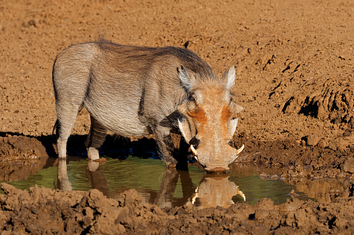 A warthog (Phacochoerus africanus) drinking at a muddy waterhole, Mokala National Park, South Africa
