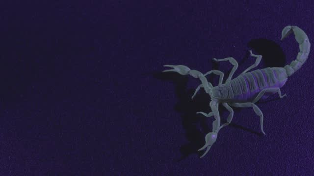 Desert Hairy Scorpion (Hadrurus arizonensis), Glow Under Ultraviolet Light