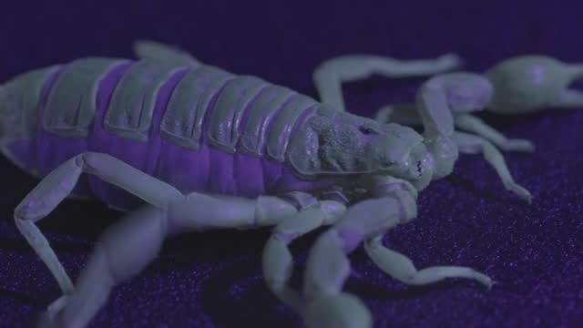 Desert Hairy Scorpion (Hadrurus arizonensis), Glow Under Ultraviolet Light