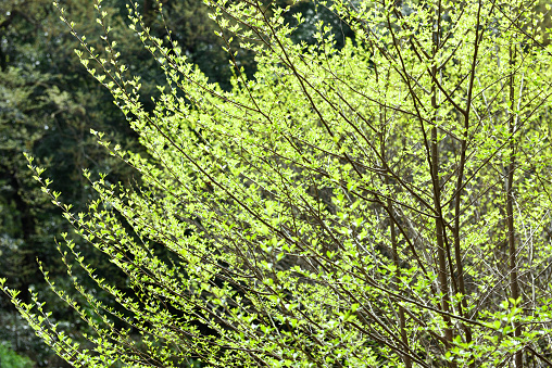 This image shows a full frame texture background of a northern red oak (quercus rubra) tree on a sunny day.