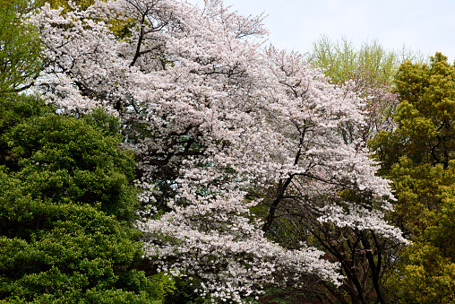 Cherry blossoms in full bloom in the springtime forest with copy space.