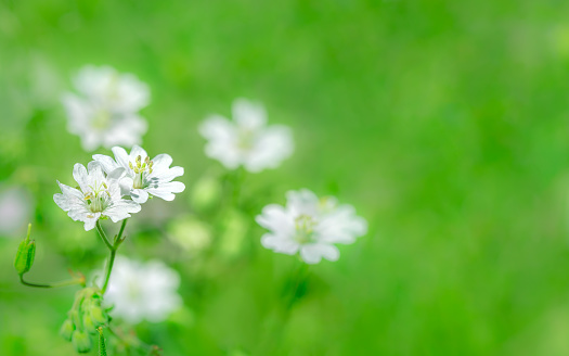 wild field herbaceous plant with blossoming white flowers on meadow grass.