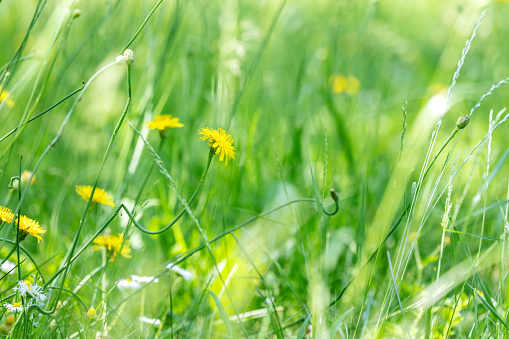summer field background with flowers and green grass on a sunny day.
