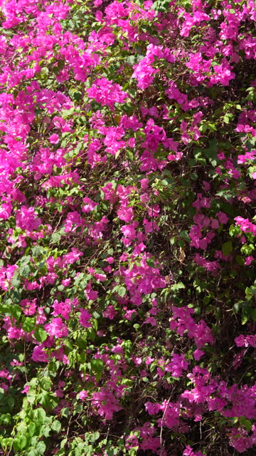 Bougainvillea with sky background