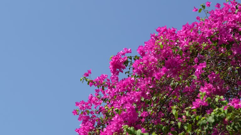 Bougainvillea with sky background