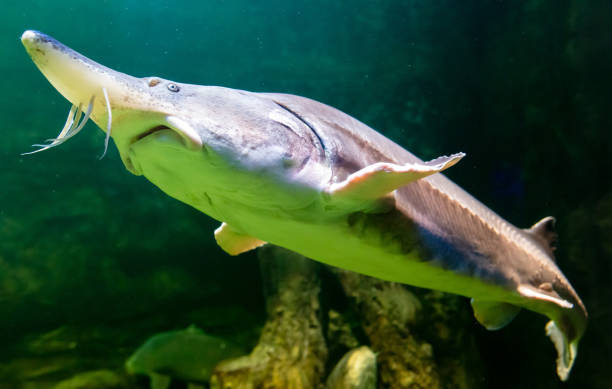 istock Sturgeon fish swims in an aquarium 2147491561