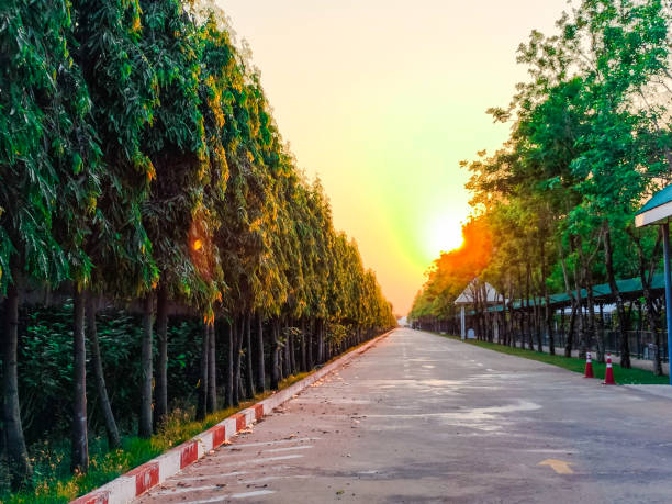 The road had long rows of trees and the sun was setting.