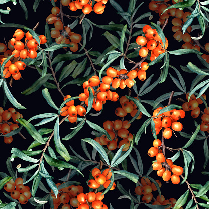 Seamless pattern with medicinal plant sea buckthorn branches. Hand drawn watercolor botanical illustration for wrapping, wallpaper, fabric, textile.