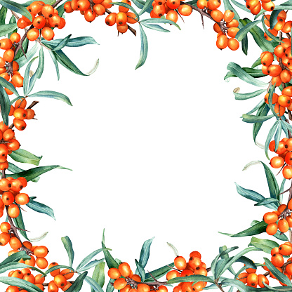 Watercolor frame with sea buckthorn branches. Hand drawn botanical illustration isolated on white background. For clip art, cards, invitation, label, package.
