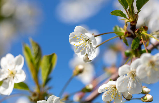 Flowers on a plum tree against the blue sky in spring. Close-up.
