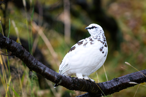 a male of snow grouse in a forest in Iceland