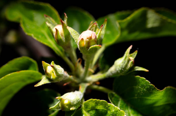 Apple tree flowers isolated on black background. Close-up.