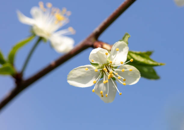 Flowers on a plum tree against the blue sky in spring. Close-up.