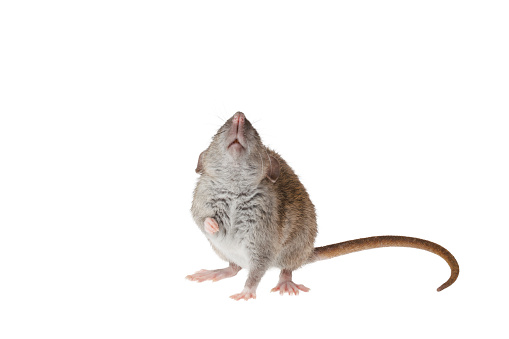 Full length portrait of a rat. Mouse isolated on white background for lettering and header.