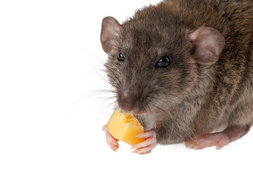 The rat eats cheese. The mouse is holding a treat in its hands. Rodent isolated on white background for lettering and header.