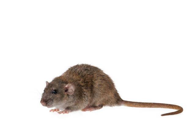 Free Stock Photo of Close Up of a Rodent on a White Background ...