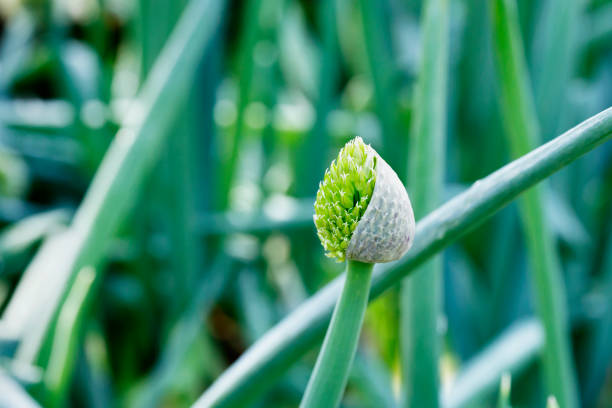 istock Detail of  bunching onion 2147494485