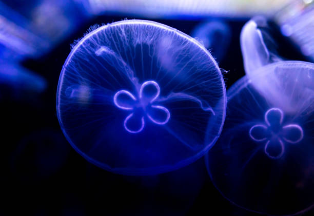Free Stock Photo of Blue Jellyfish in Dark Water | Download Free Images ...