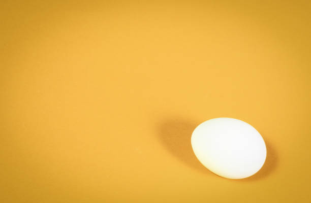 istock One white chicken egg on orange background close-up 2147495374